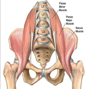 psoas massage amersfoort door conja hopman, massagepraktijk. getekende Illustratie van wervels en de psoas spieren